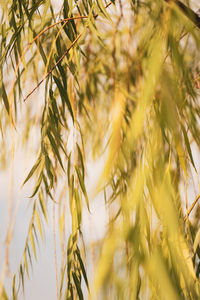 Close-up of crops