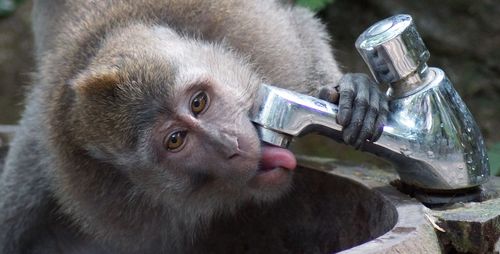 Close-up of monkey drinking water from faucet