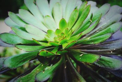 Close-up of plant