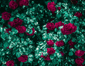 Full frame shot of red flowering plants