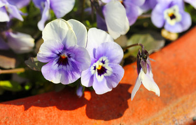 Close-up of purple flowering plant