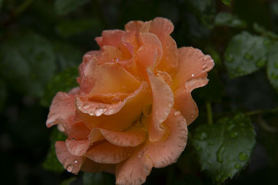 Close-up of wet rose