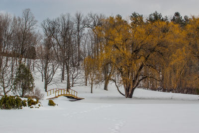 Bare trees on snow covered landscape