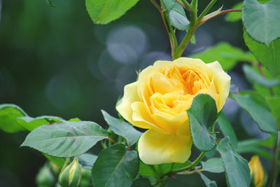 Close-up of yellow rose