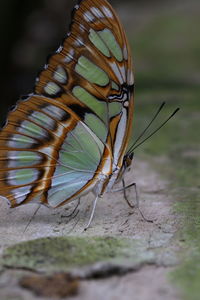 Close-up of an animal