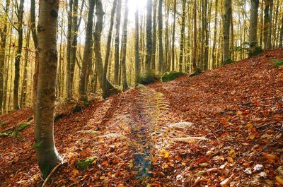 Trees in forest during autumn