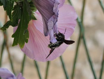 Close-up of butterfly pollinating on purple flower