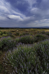 Scenic view of field against sky