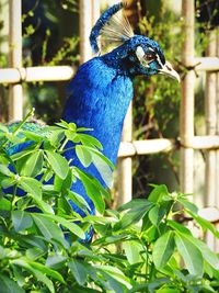 Close-up of peacock perching on tree