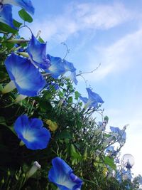 Close-up of purple flowers against blue sky