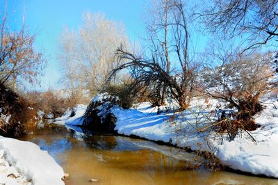 Trees against sky during winter