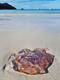 Close-up of seashell on beach against sky