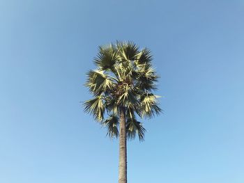 Low angle view of coconut palm tree against clear blue sky