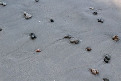 High angle view of footprints on wet sand