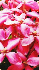 Close-up of pink flowers