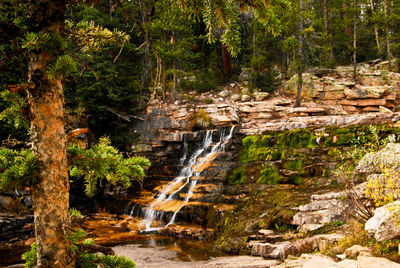 Scenic view of waterfall in forest