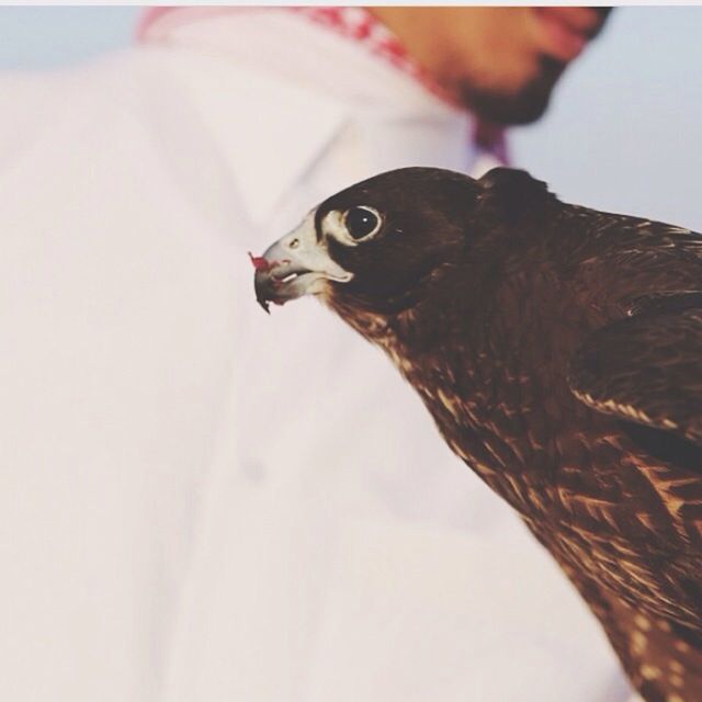 one animal, animal themes, bird, wildlife, animals in the wild, close-up, animal head, focus on foreground, beak, looking away, animal body part, side view, bird of prey, zoology, perching, animal eye, black color, nature, selective focus, day