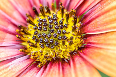 Close-up of fresh yellow flower blooming outdoors