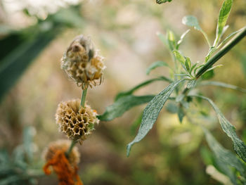 Close-up of flowering plant