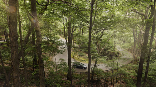 Trees growing in forest