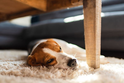 Dog resting on carpet at home