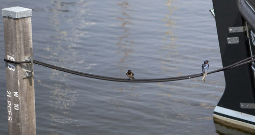 High angle view of birds perching on rope tied to boat and wooden post over lake
