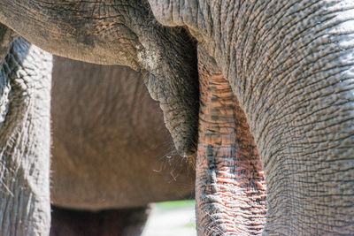 Cropped image of elephant