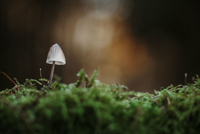 Close-up of mushroom growing on field