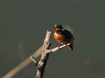 Bird perching on a branch