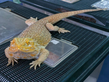 High angle view of lizard on glass