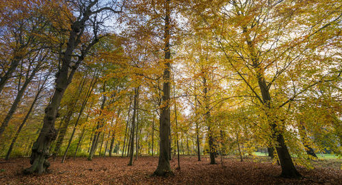 Low angle view of trees in forest during autumn