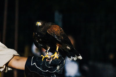 Close-up of bird perching on hand