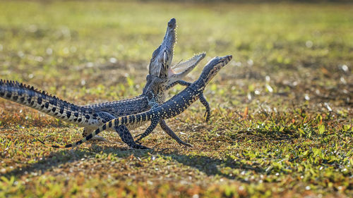Lizard on a field