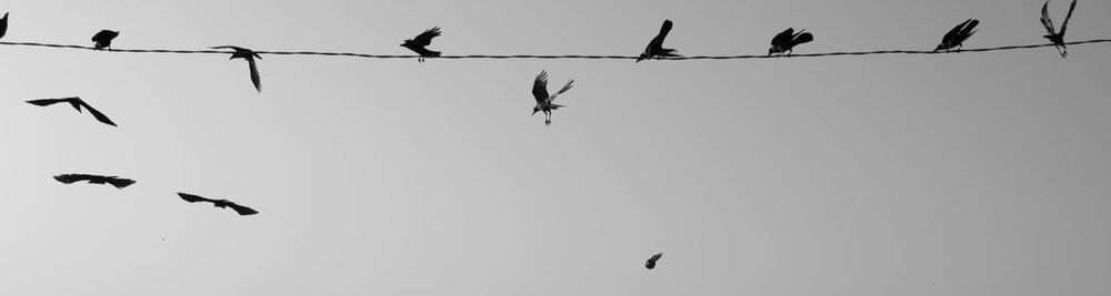 Low angle view of birds flying