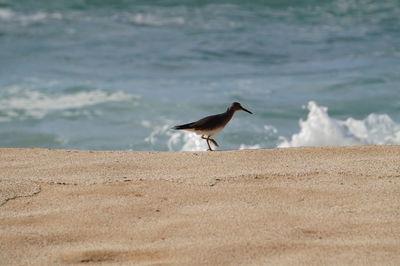 Seagull on a beach