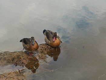 High angle view of ducks swimming in water