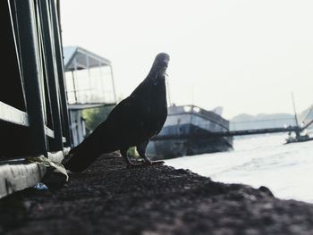 Bird perching on city against sky