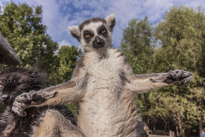 Close-up of meerkats