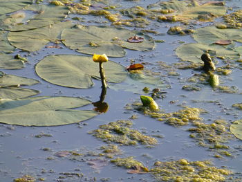 High angle view of lily floating on lake