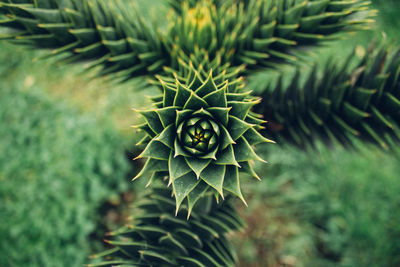 Close-up of succulent plant