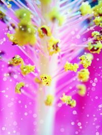 Close-up of pink flower