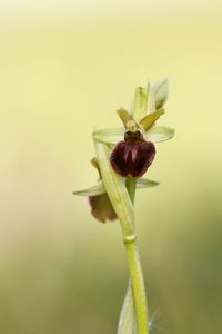 Close-up of flower bud growing outdoors