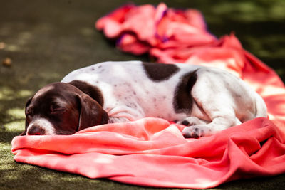 Little puppy of the french pointing dog breed sleeping under the sun