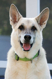 Close-up portrait of dog looking at camera