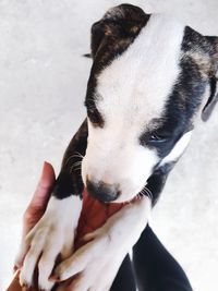 Close-up of white dog outdoors