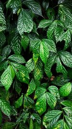 Full frame shot of green leaves