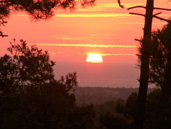 Trees against sky during sunset