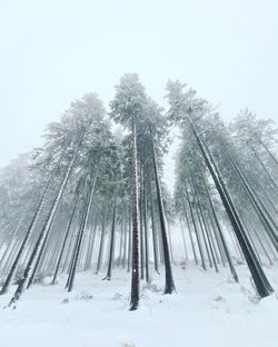 Low angle view of trees against clear sky