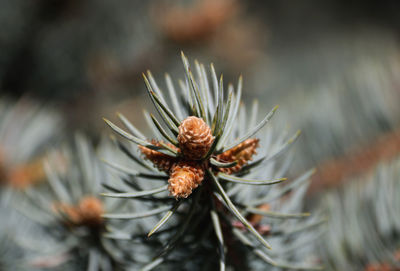 Close-up of pine cone in winter