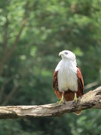 Close-up of bird perching on tree trunk